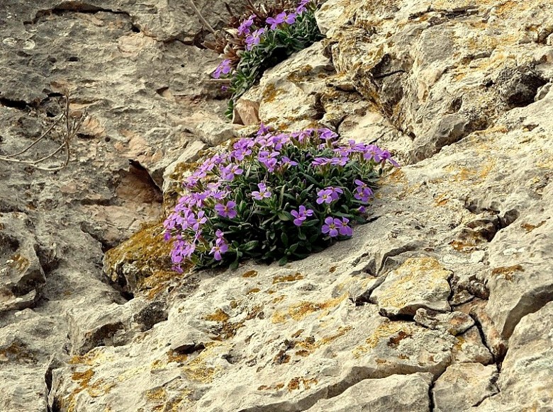 Aubretia columnae e Inula verbascifolia in habitat